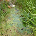 Biotop Gartenteich