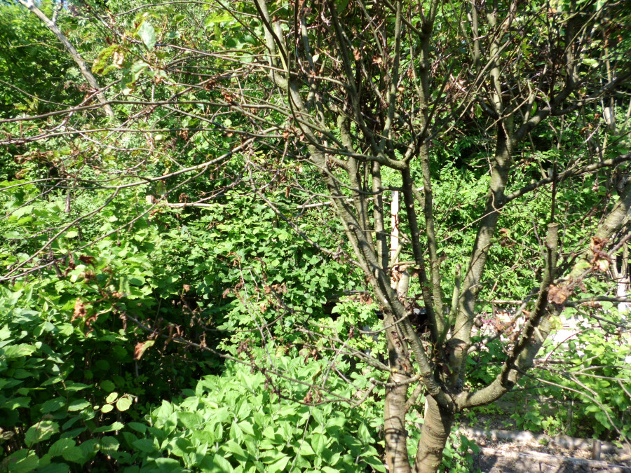 Am Kirschbaum ringeln sich die Blätter » Gartenratgeber