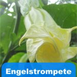 Engelstrompete im Garten