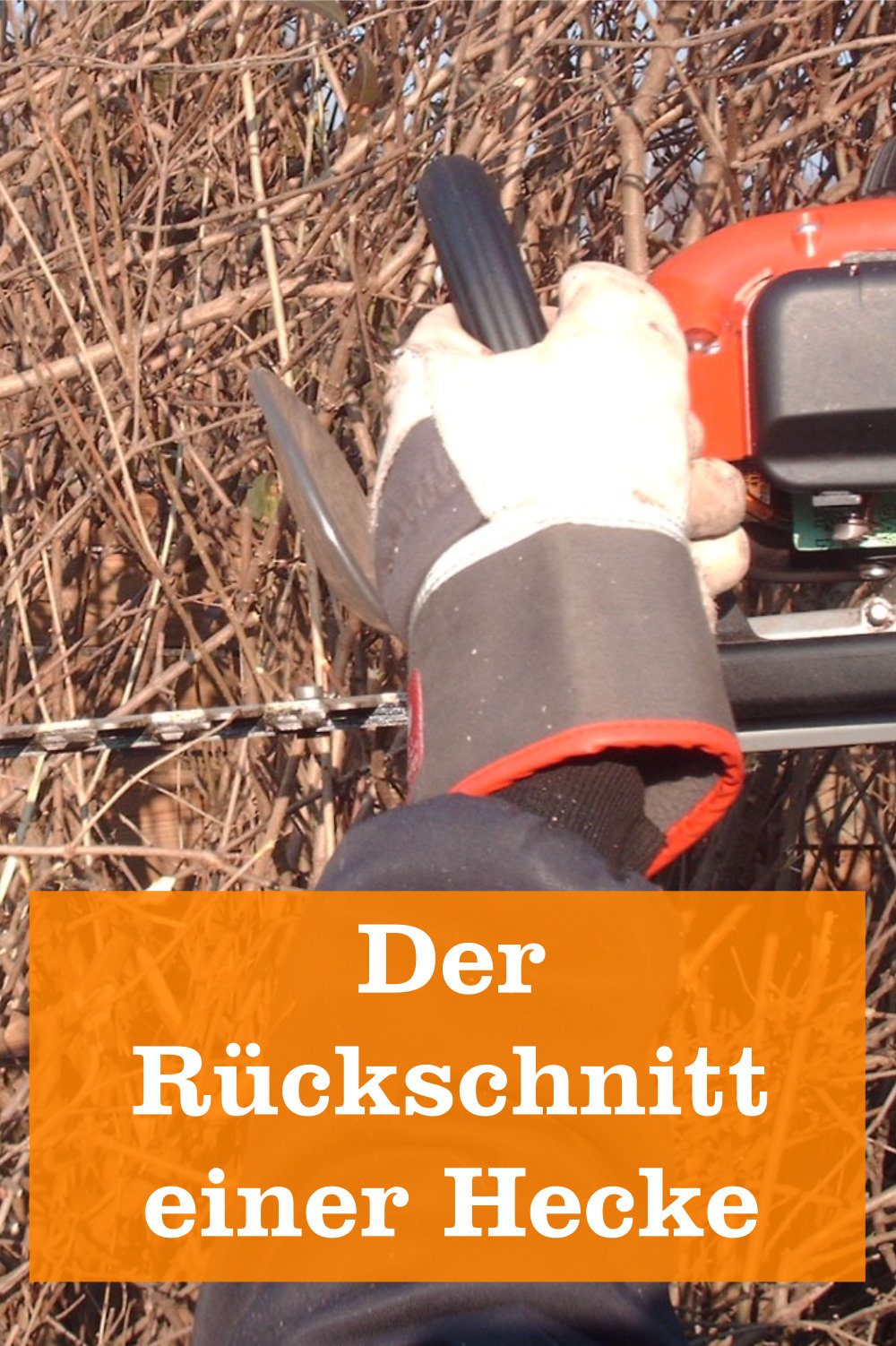 Heckenruckschnitt Gartenbob De Der Garten Ratgeber