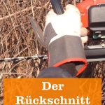 Rückschnitt einer Hecke