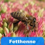 Fetthenne im Garten
