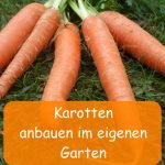 Karotten anbauen