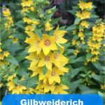 Gilbweiderich im Garten
