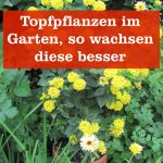 Topfpflanzen im Garten