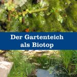 Gartenteich als Biotop