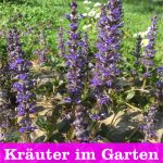 Kräuter im Garten