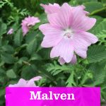 Malven im Garten