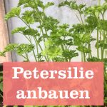 Petersilie anbauen