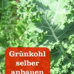 Grünkohl selber anbauen