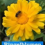 Ringelblumen im Garten