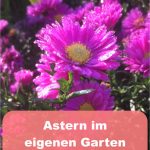 Astern im Garten