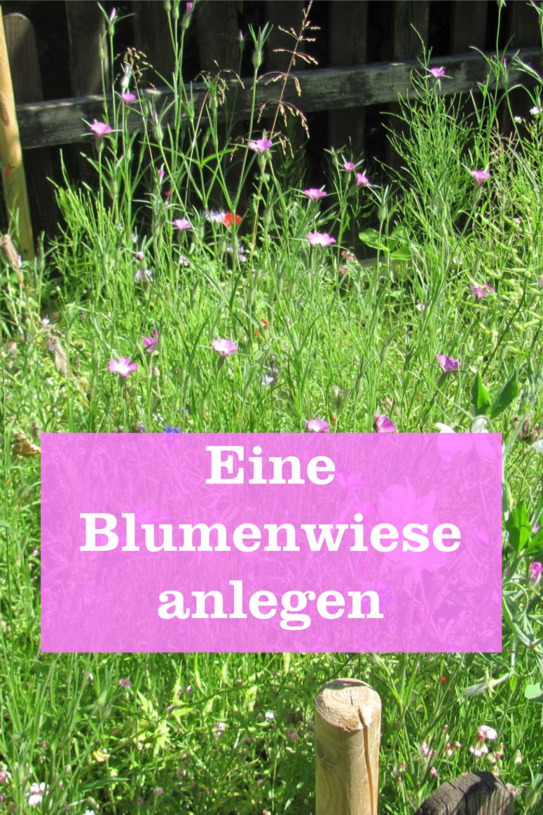 Eine Blumenwiese anlegen - GartenBob der Garten Ratgeber