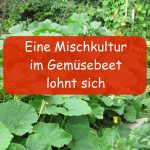 Gemüsebeet Mischkultur