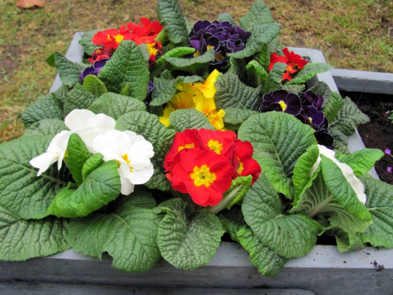 Ab wann kann man Balkonblumen pflanzen? » GartenBob.de der Garten Ratgeber