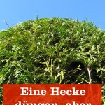 Hecke düngen