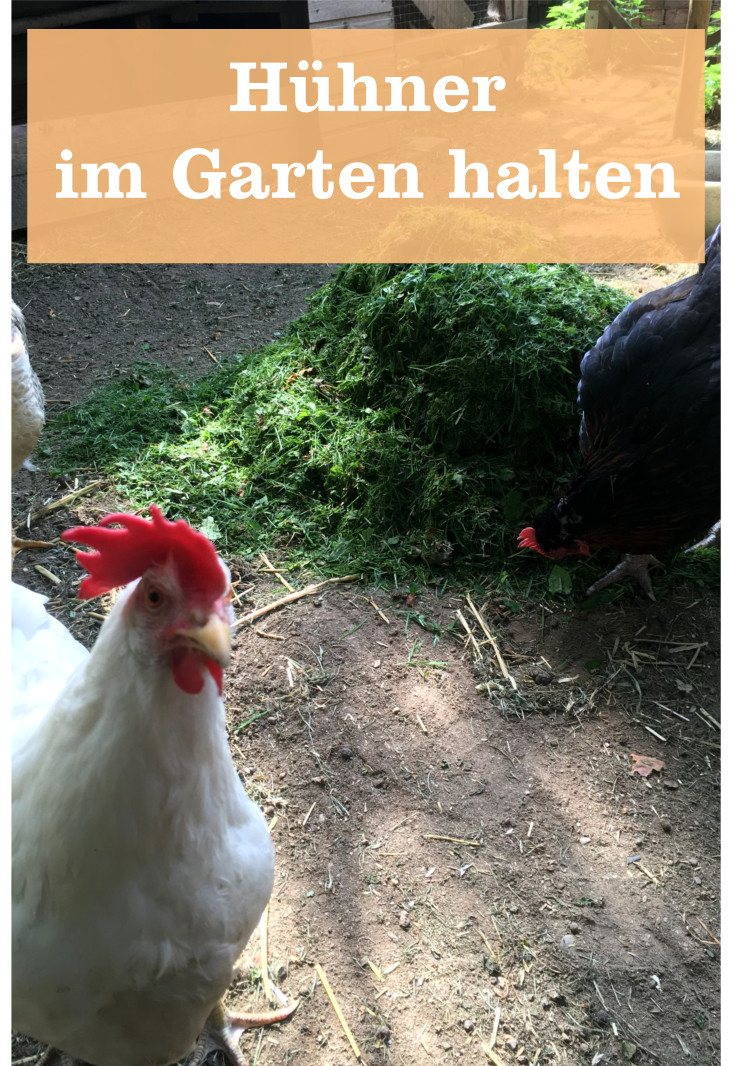 Hühner halten Garten