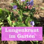 Lungenkraut im Garten