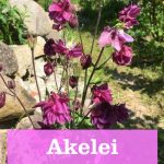 Akelei im Garten