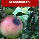 Apfelbaum Krankheiten