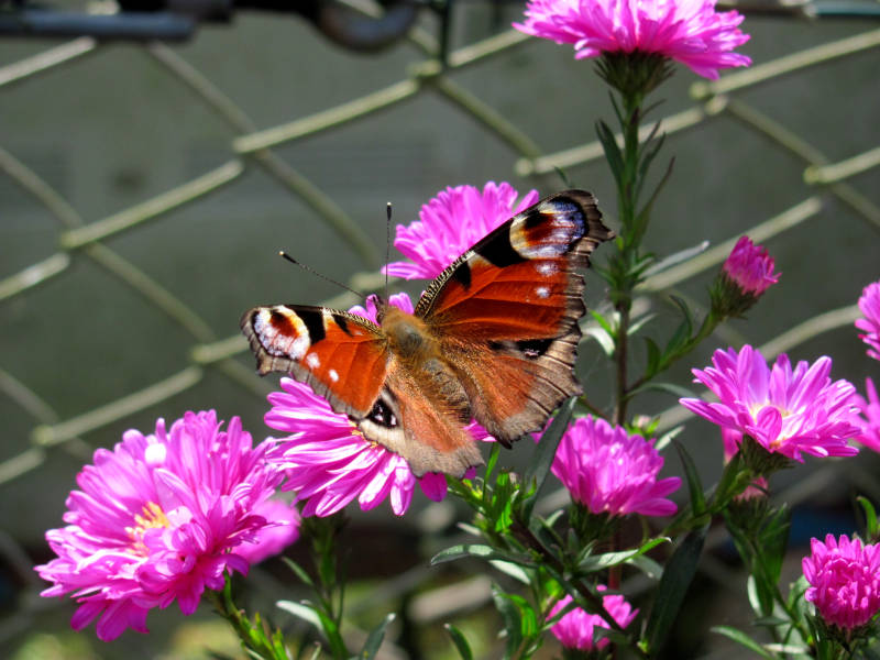 Schmetterling im Garten