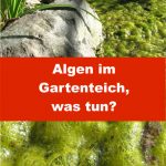 Algen im Gartenteich