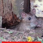 Mittel gegen Ratten