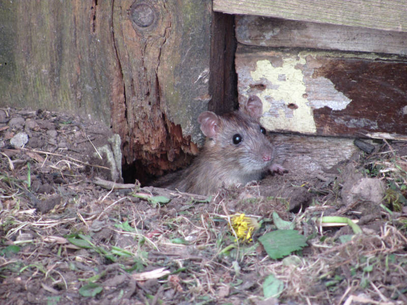 Ratten im Garten