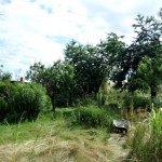 Einen verwilderten Garten wieder urbar machen