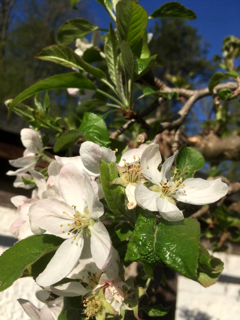 Apfelbaum Blüte