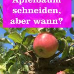 Apfelbaum wann schneiden