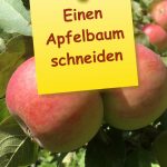 Einen Apfelbaum schneiden