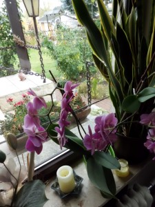 Orchideen im Garten » GartenBob.de der Garten Ratgeber