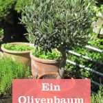 Olivenbaum im Garten