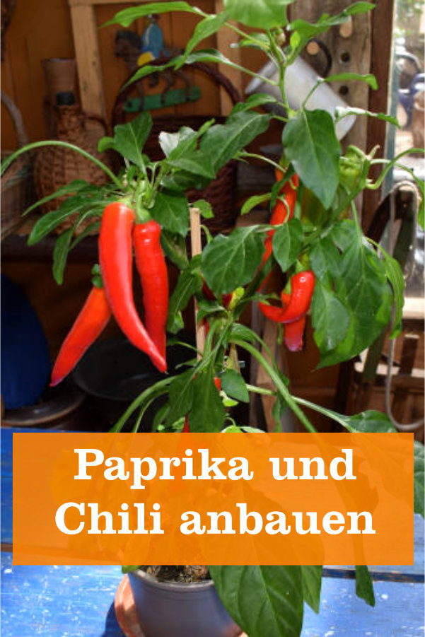Paprika und Chili anbauen