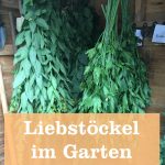 Liebstöckel anbauen