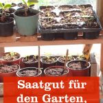 Saatgut für Garten