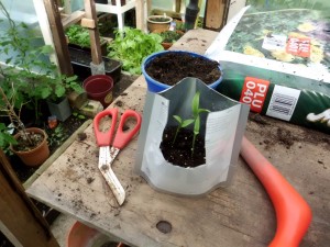 Minigewächshaus » GartenBob.de der Garten Ratgeber