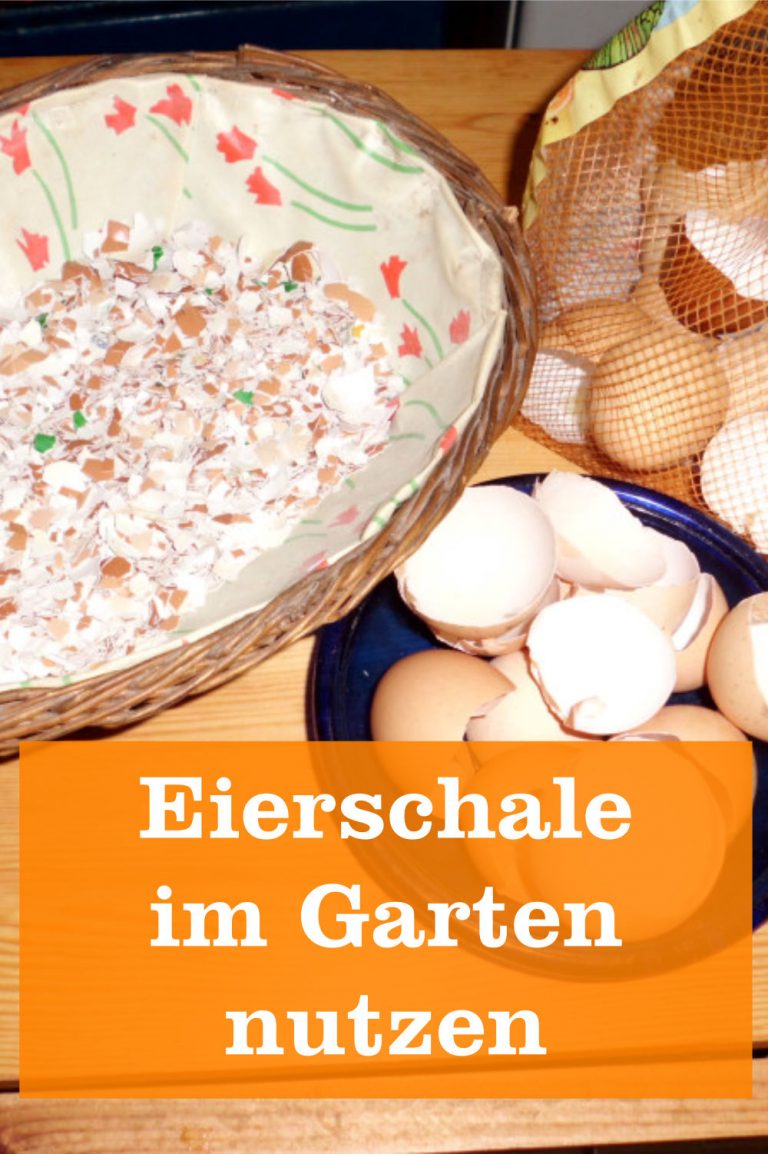 Wohin mit den Eierschalen? GartenBob der Garten Ratgeber