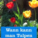 Tulpen pflanzen