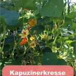 Kapuzinerkresse anbauen