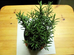 Rosmarin im Kräutergarten GartenBob der Garten Ratgeber