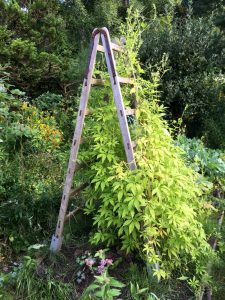 Rankgerüst aus einer Leiter einfach bauen » GartenBob.de der Garten