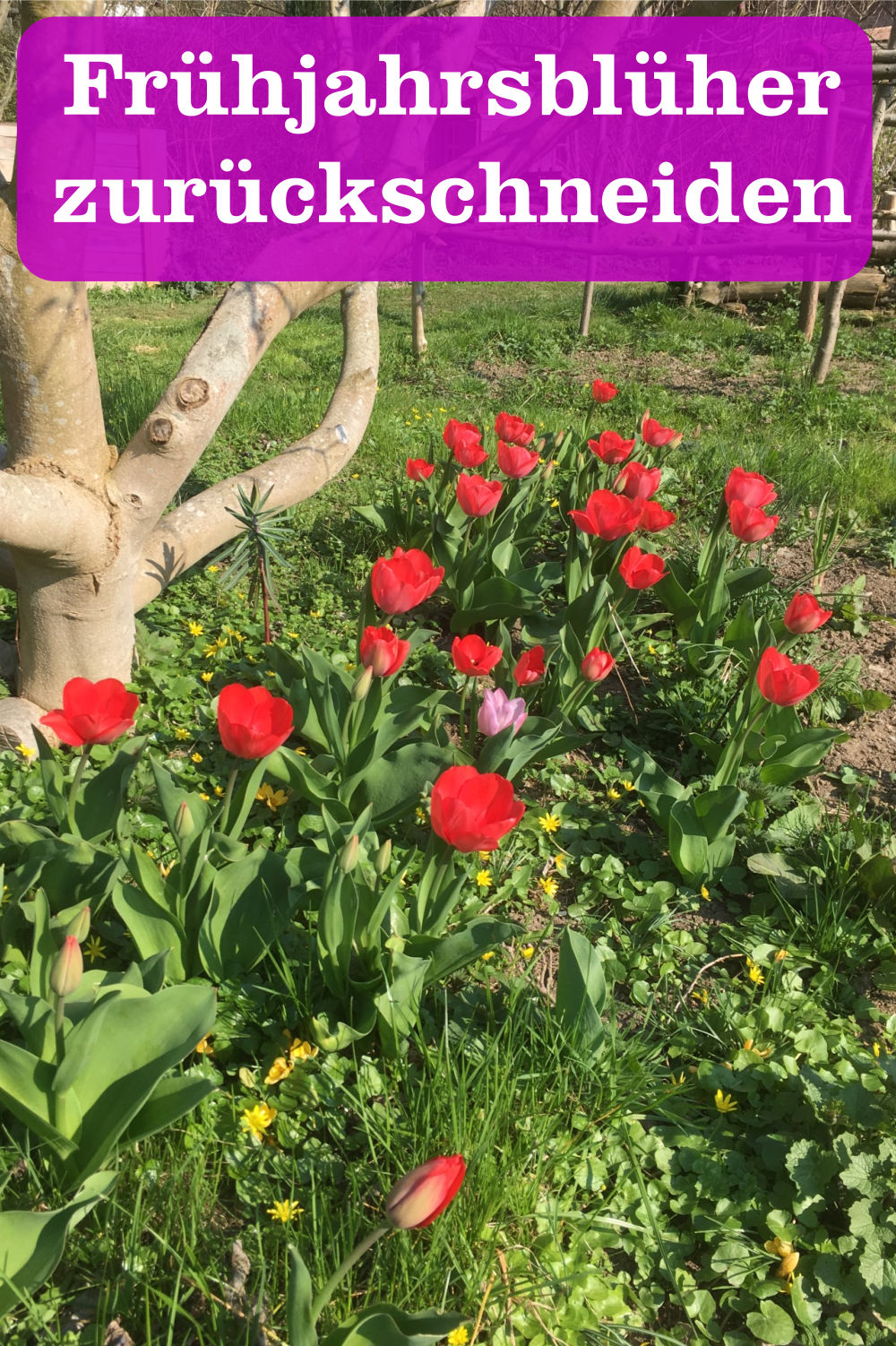 Verbluhte Fruhjahrsbluher Zuruckschneiden Oder Nicht Gartenbob