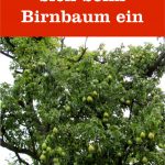 Blätter Birnbaum
