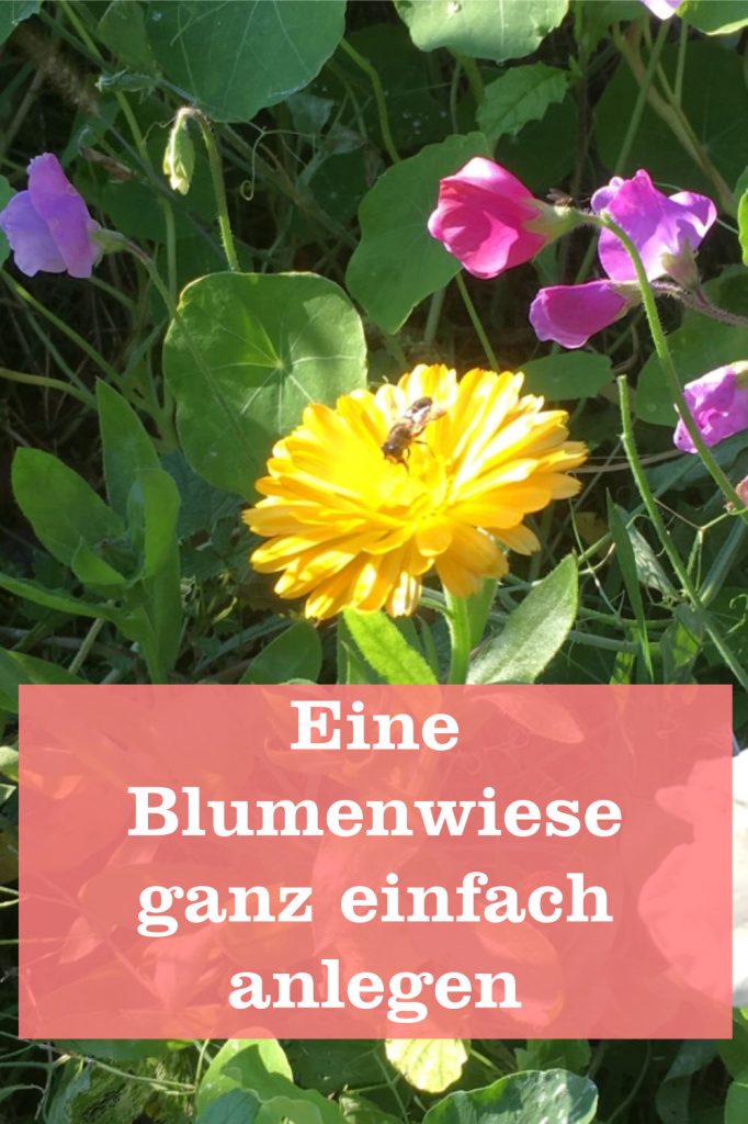 Blumenwiese einfach anlegen - GartenBob der Garten Ratgeber