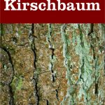 Moos am Kirschbaum