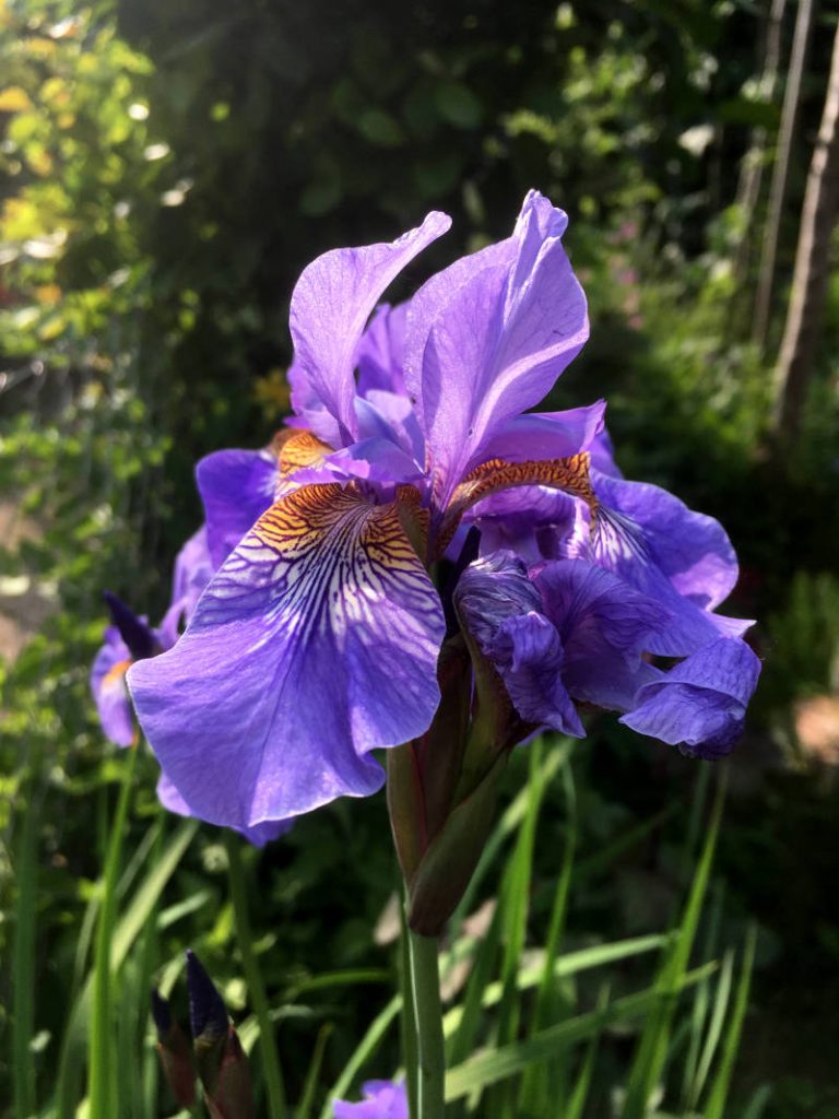 3 Tipps für eine gute Gartengestaltung » GartenBob.de der Garten Ratgeber