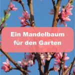Mandelbaum für Garten