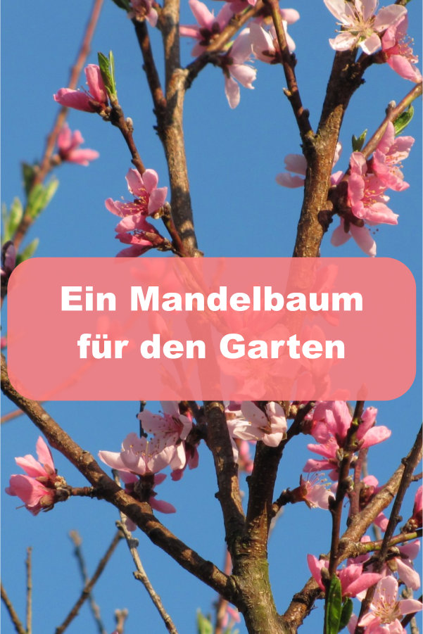 Mandelbaum für Garten